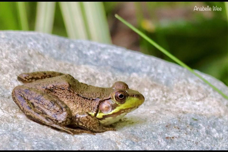 A green frog at a pond in Richmond Nature Park.