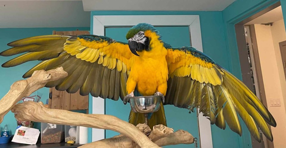 greyhaven-exotic-bird-sanctuary-parrot