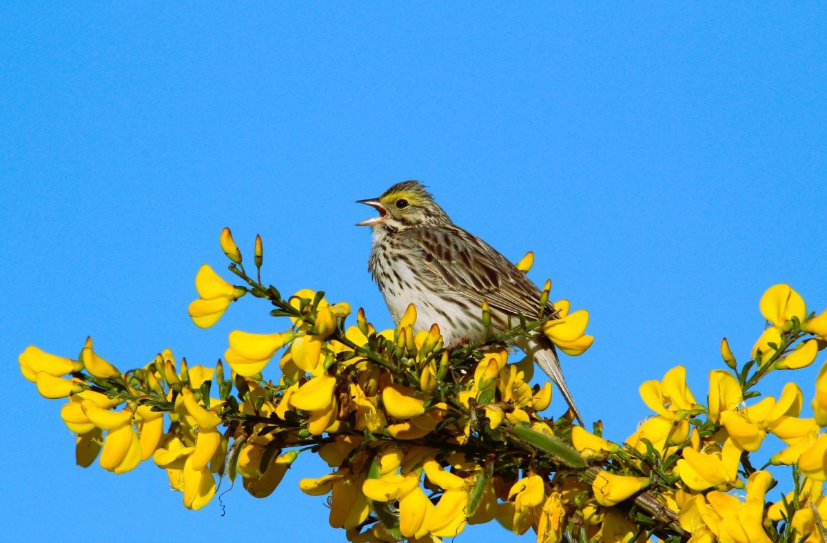 Nature and animal photos of Richmond B.C. - Richmond News