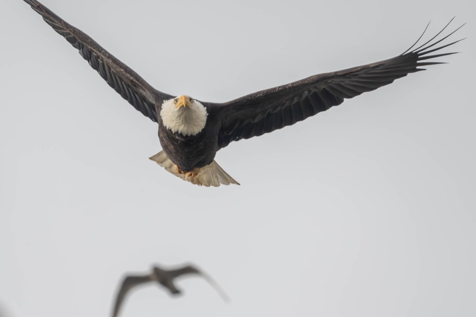 johnny-choi-bald-eagle-steveston-village