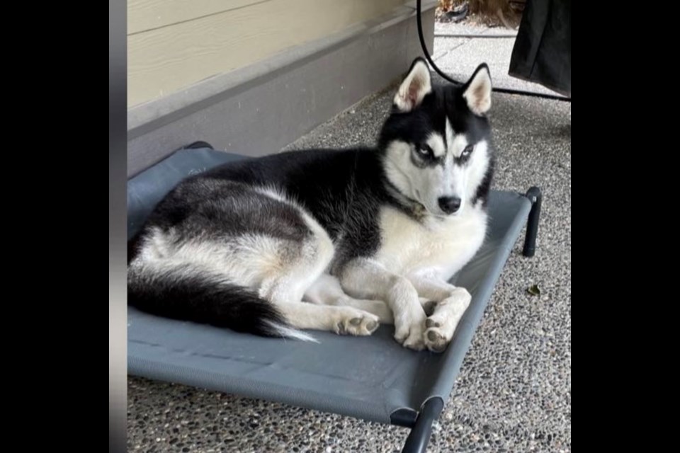 Lost husky cheap