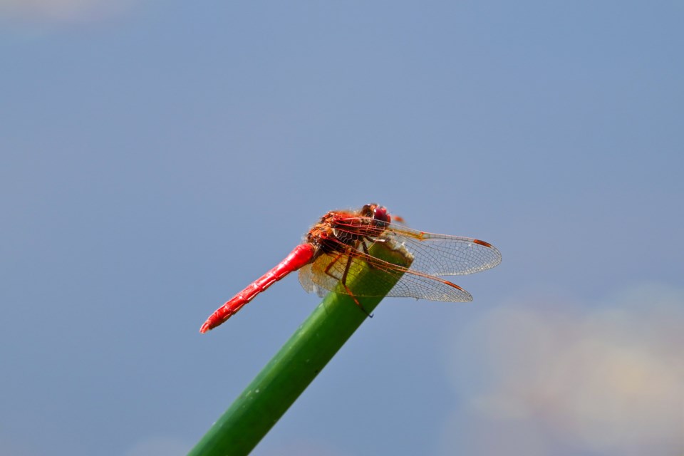 Cardinal meadowhawk skimmer taking a break in Terra Nova.