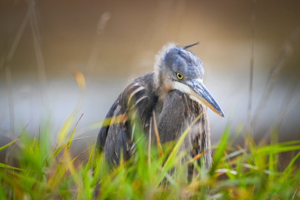 Great blue heron hiding in the grass eye its prey at Iona Beach Regional Park.