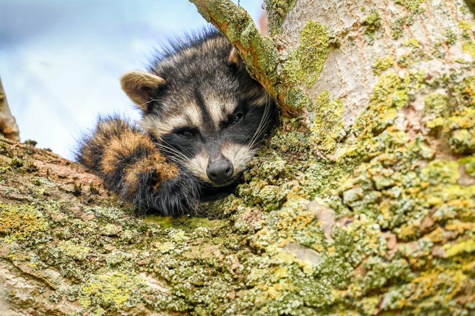 Raccoon hiding in the tree top at Iona.