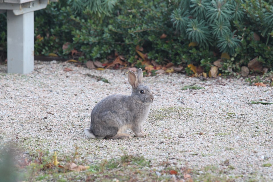 rabbit-near-oval