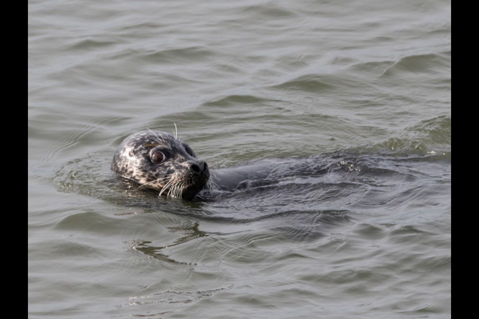 A surprised harbour seal in the Fraser River.