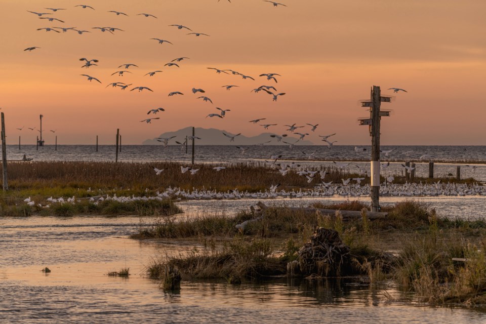 snow-geese-sunset-garry-point-gmr