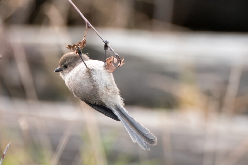 A bushtit hanging out at the West Dyke Trail.