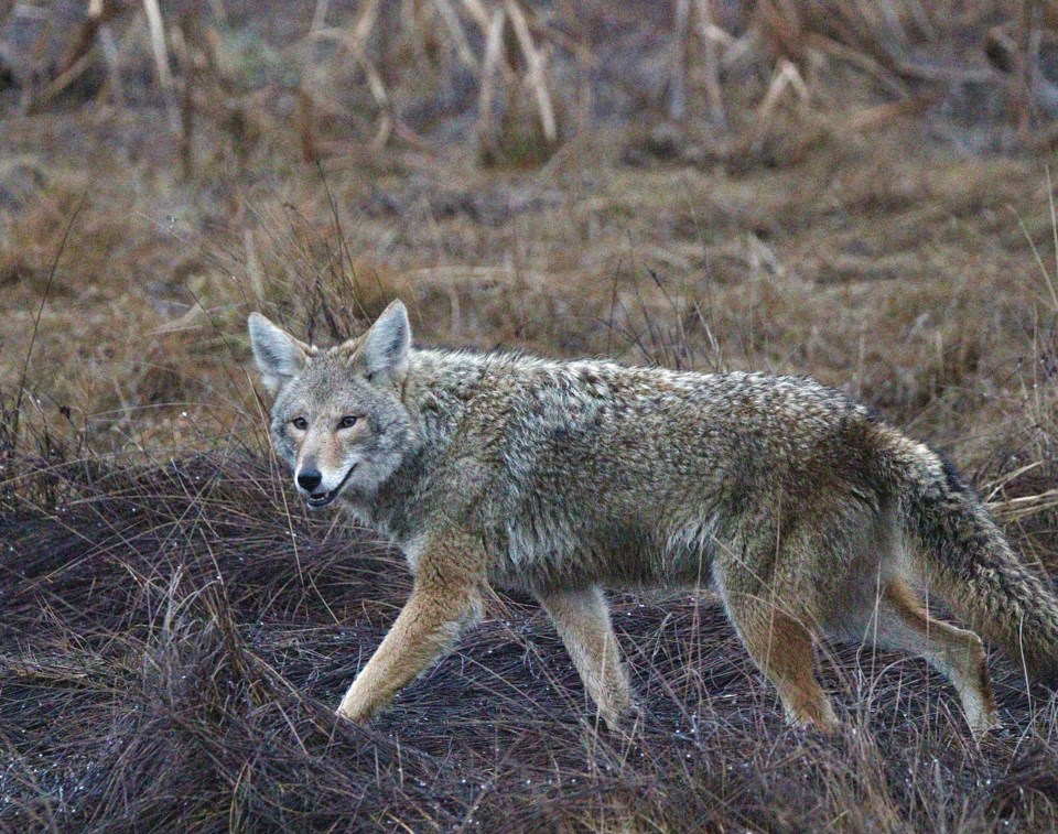 west-dyke-trail-coyote-2