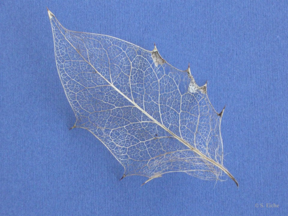 aged-holly-leaf