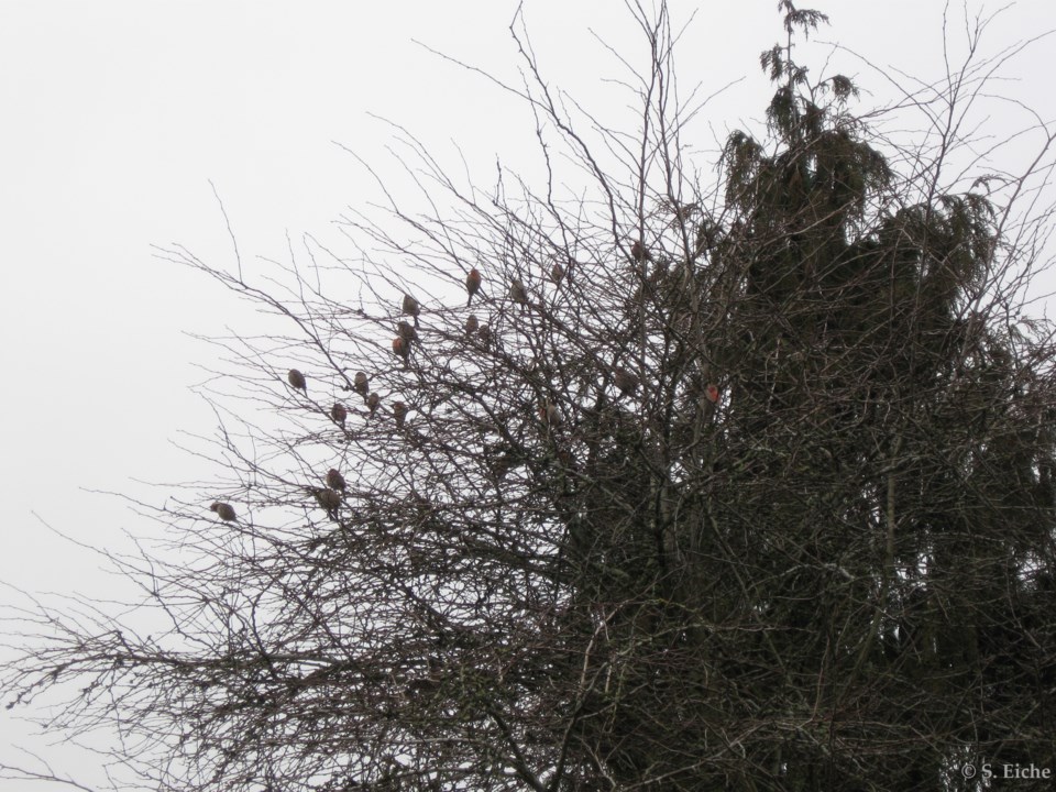 finches-and-juncos