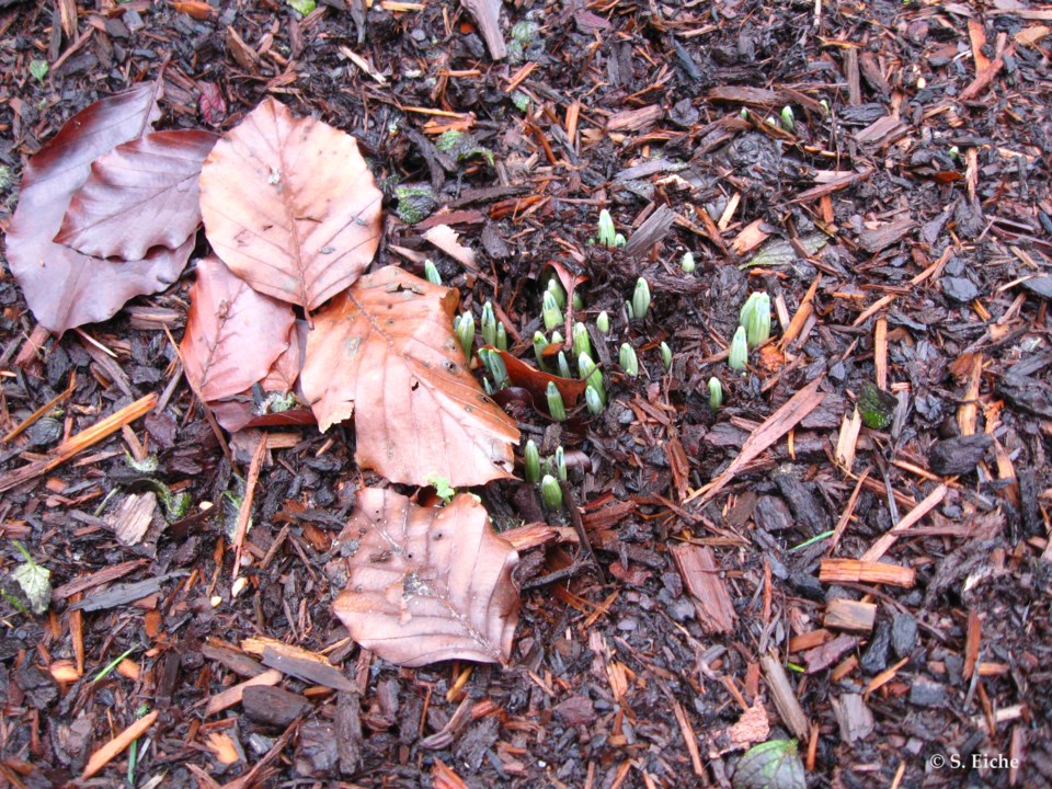 snowdrops-in-richmond-growing