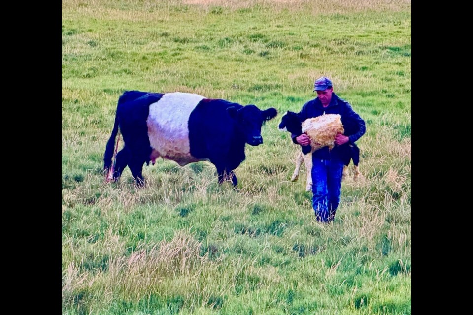 On Thursday evening, a two-hour-old Belted Calloway calf is assisted off the West Dyke marsh by retired Richmond Coun. Harold Steves’ son and granddaughters, as the marsh was under threat of flood.