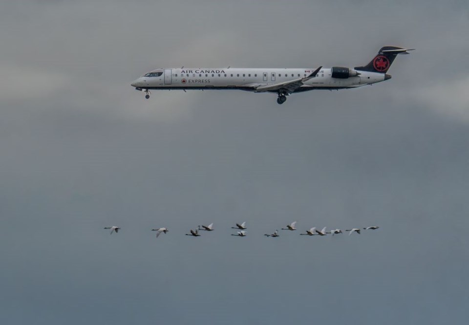 caroline-sayson-an-air-canada-plane-and-migrating-trumpeter-swans