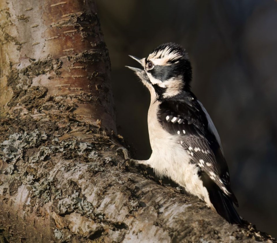 caroline-sayson-downy-woodpecker