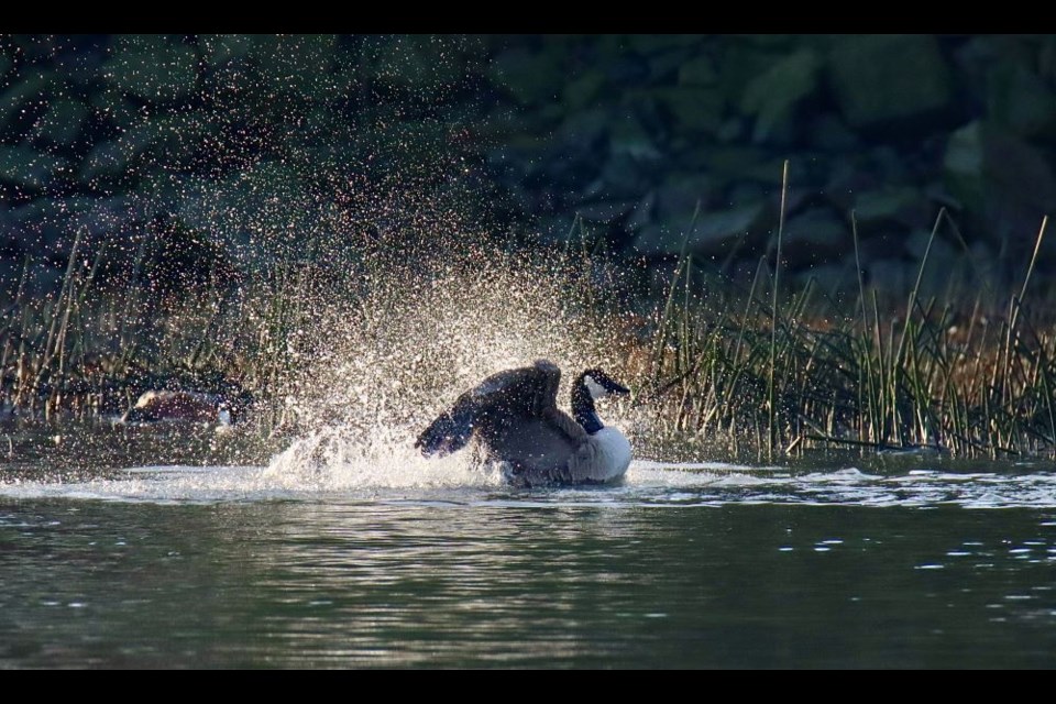 A Canada goose washing itself off in Steveston Channel. Photo taken at London’s Landing Pier on Dec. 11.
