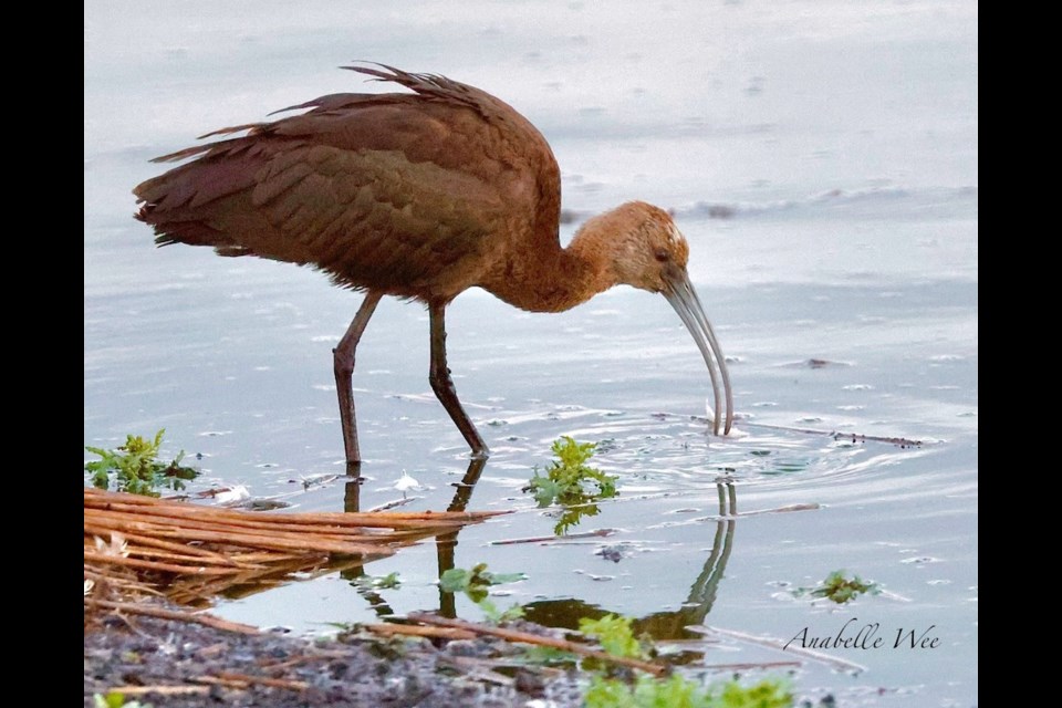 At sunrise, a rare sighting of a migratory white-faced ibis (juvenile) feeding at a pond in Iona Beach Regional Park on Wednesday.