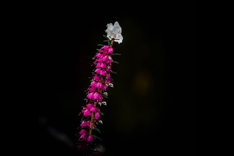 Snowcap on the winter heath on Ackroyd Road.