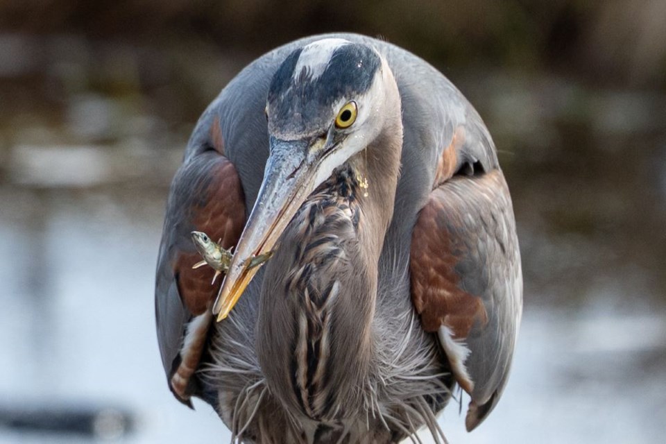 A blue heron caught a small fish.