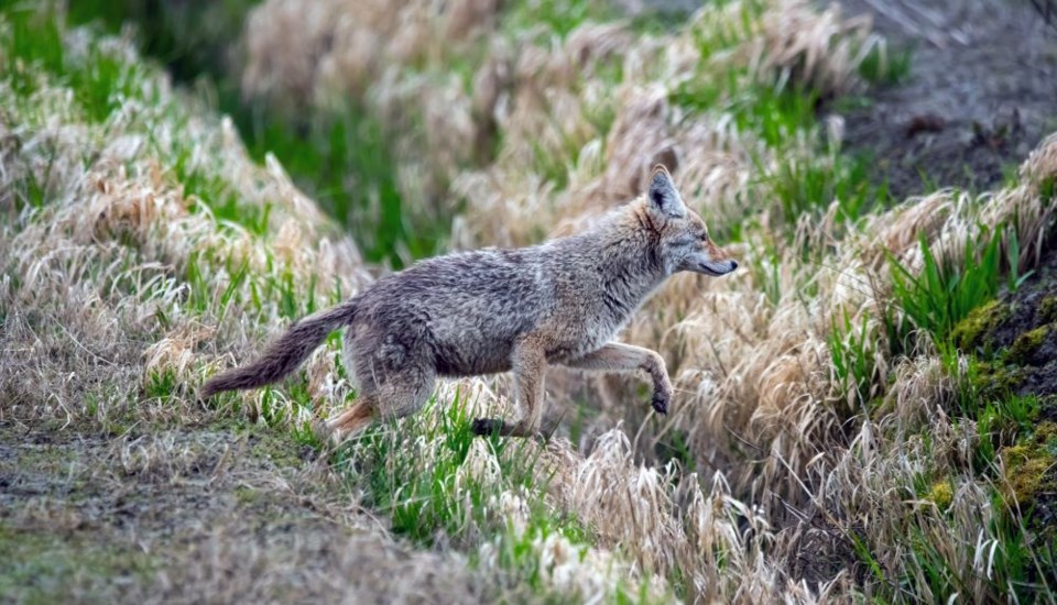 richard-topping-coyote-finn-slough