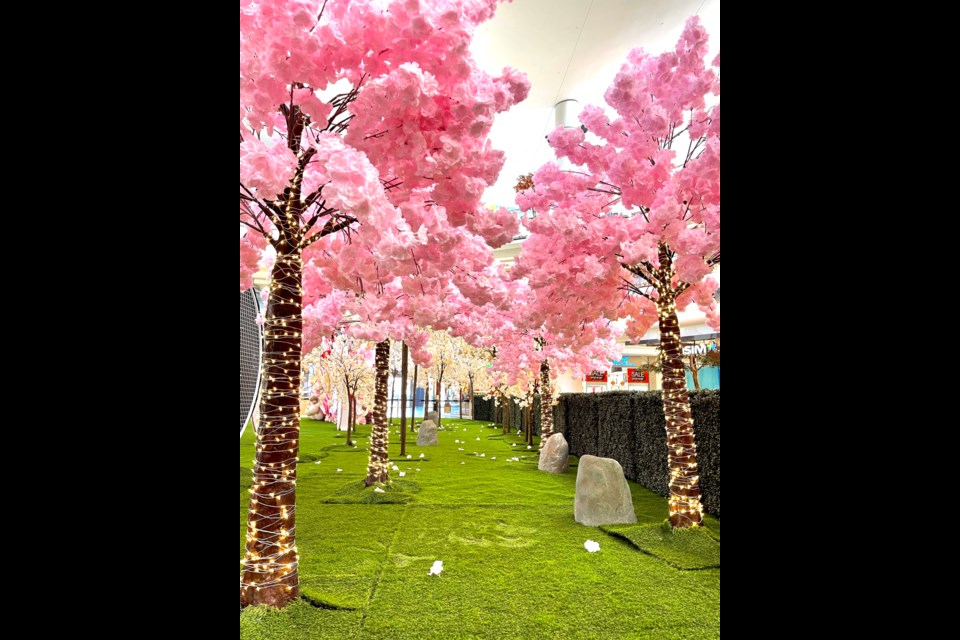 Where to find the cherry blossom trees in Richmond? - Richmond News