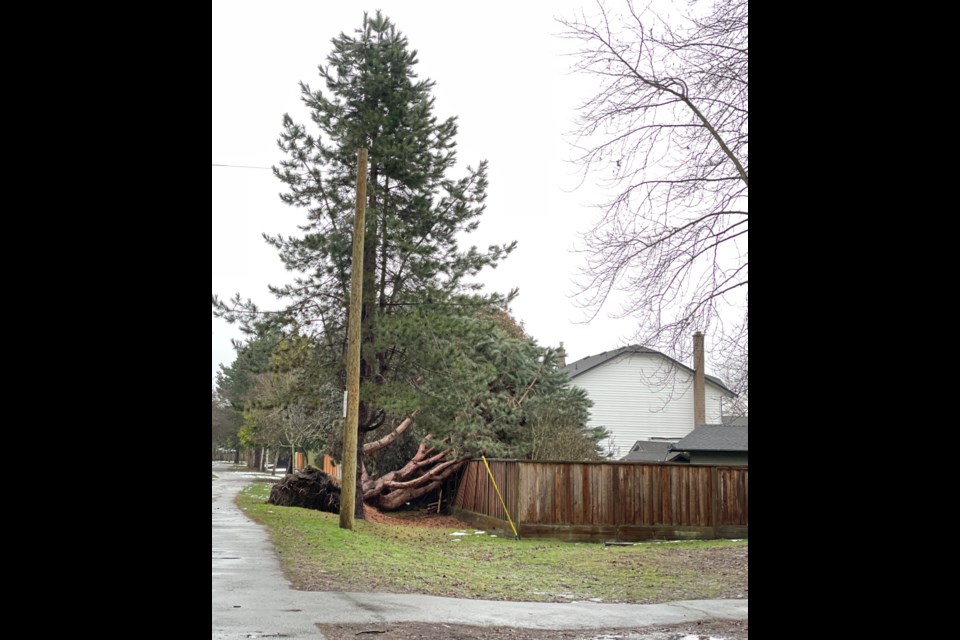 A downed tree along the Steveston Park walkway fell on the fence of a nearby home.