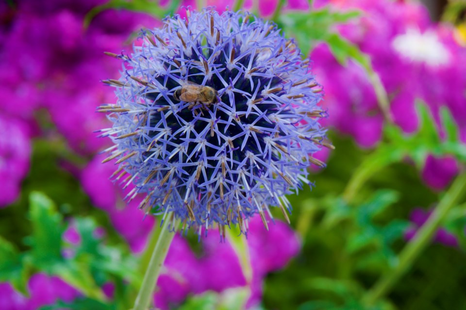 Exploring Richmond's community gardens.