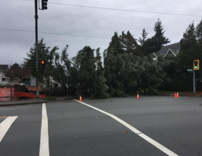 massive-tree-fell-across-road-near-richmond-community-centre-richmond-news