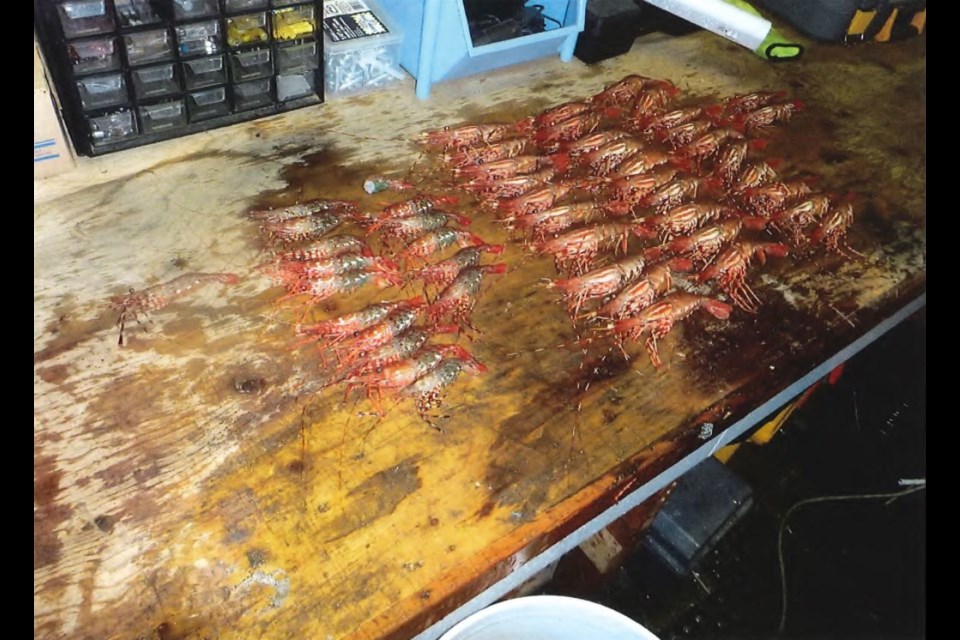 Man fined $16K for Steveston prawn fishing violations - Richmond News
