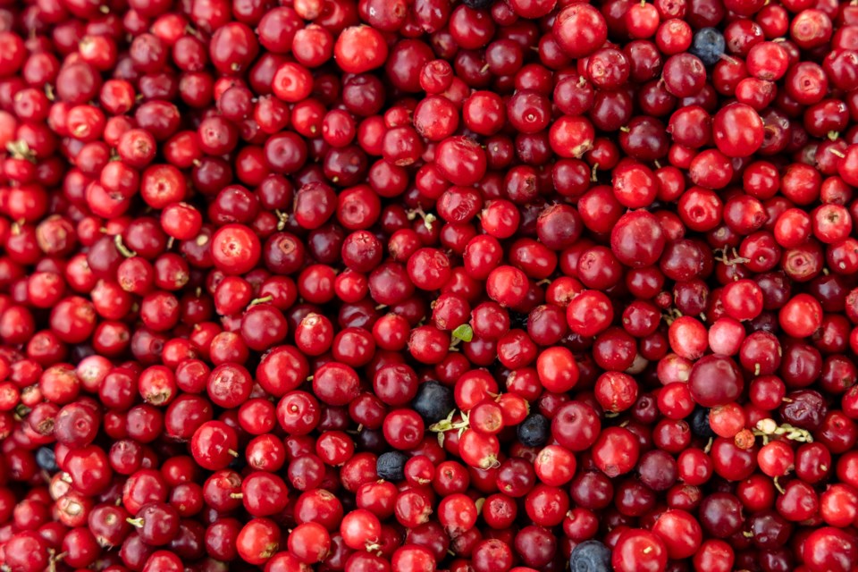 cranberry