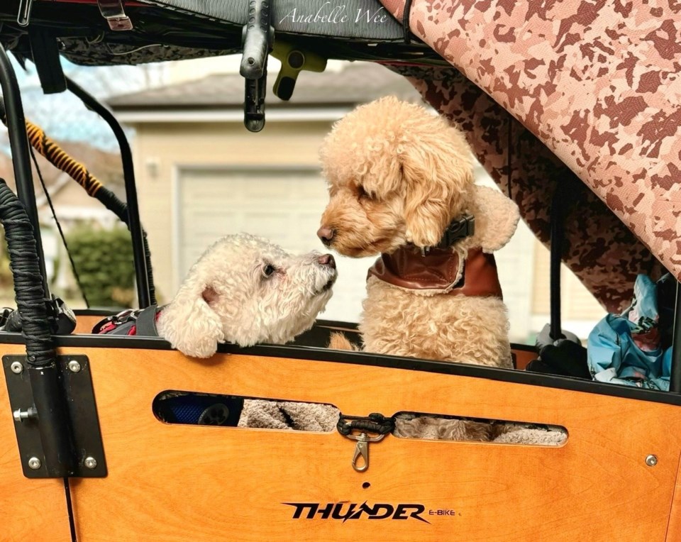 anabelle-wee-dog-buddies-riding-an-e-bike-odlinwood