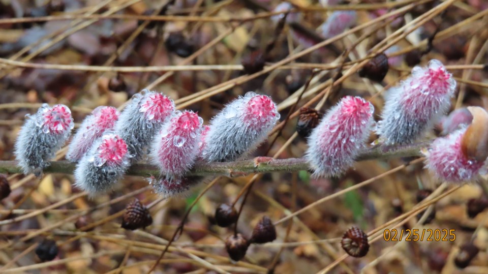 deepthie-rajapakse-japanese-mount-asa-pink-pussy-willow