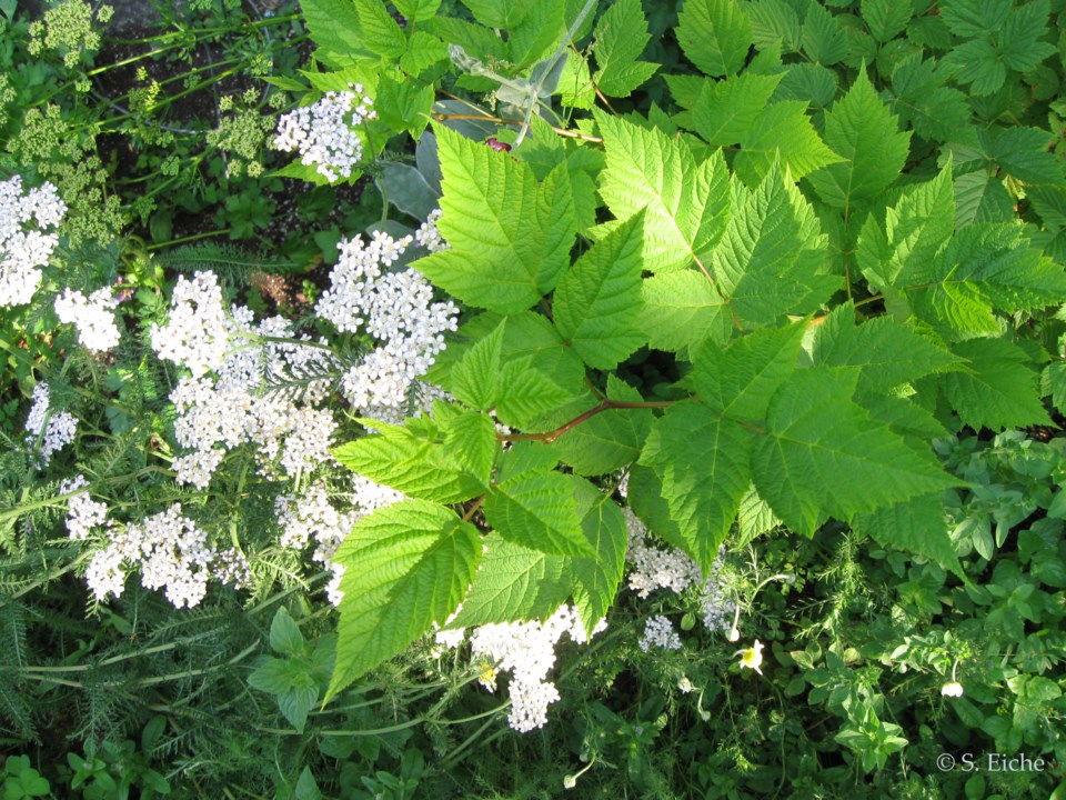 eiche-column-pollinator