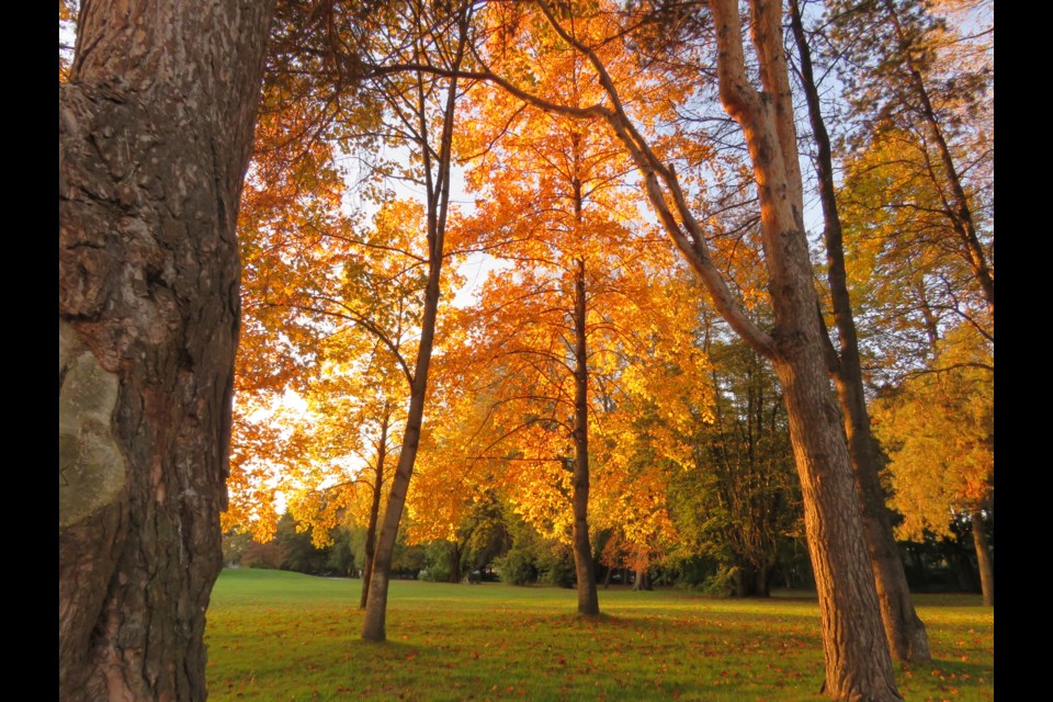 Fall colours in Minoru Park.