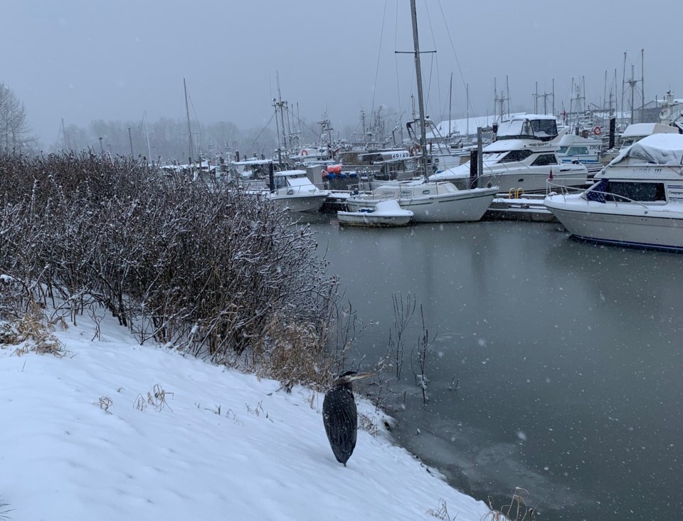 heron in snow in steveston