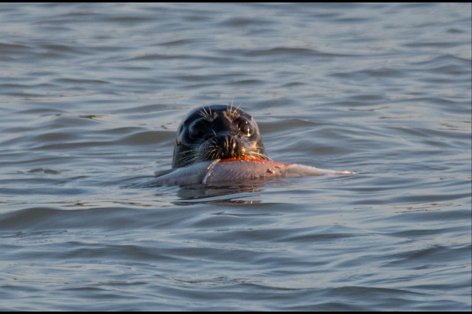 A harbour seal was spotted with dinner in its mouth in the Fraser River