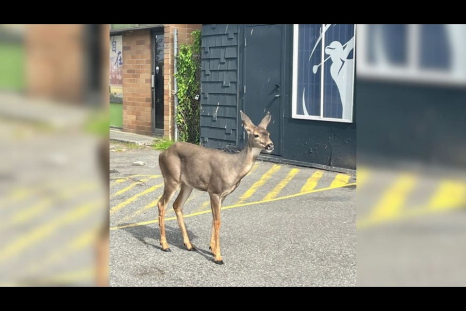 There have been several deer sightings in Richmond over the past few weeks.