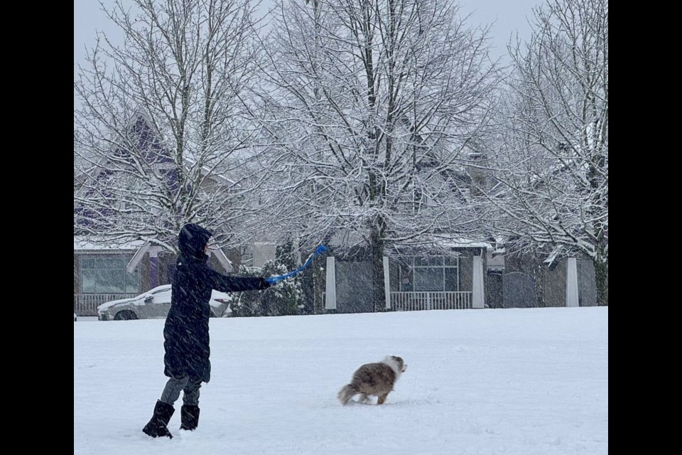 Australian shepherd puppy enjoying its first snowfall by playing ball with his human in the snow as it continues to snow this Sunday morning in Richmond city centre.