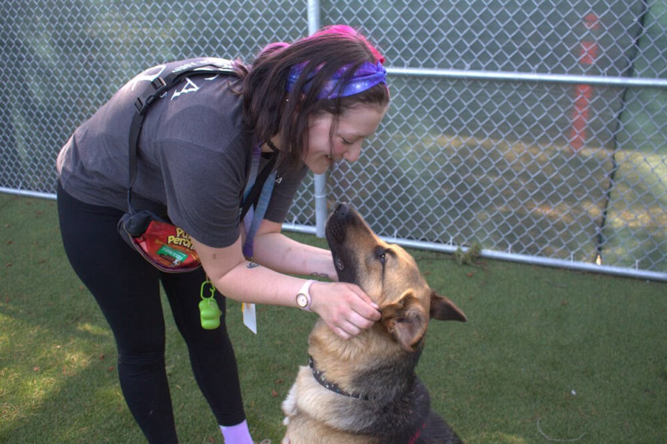 Sidney is one of the longer-term residents at the Richmond Animal Shelter and a staff-favourite. (Vikki Hui) 