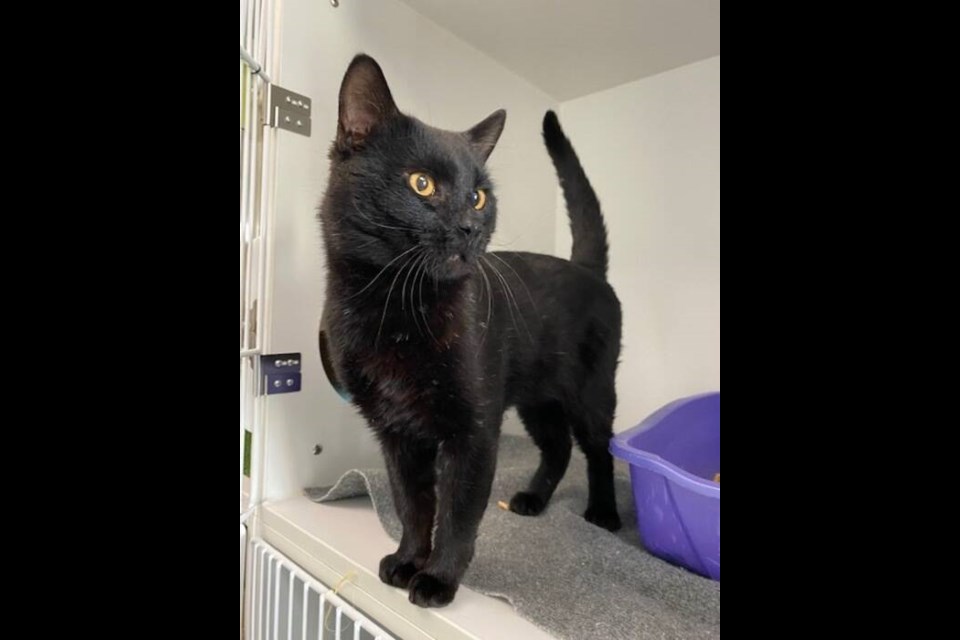 Bosco the cat has been at the Richmond Animal Shelter for 22 days and apparently has a whole load of character and love to give 