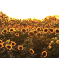 Lower Mainland's largest flower festival makes summer debut