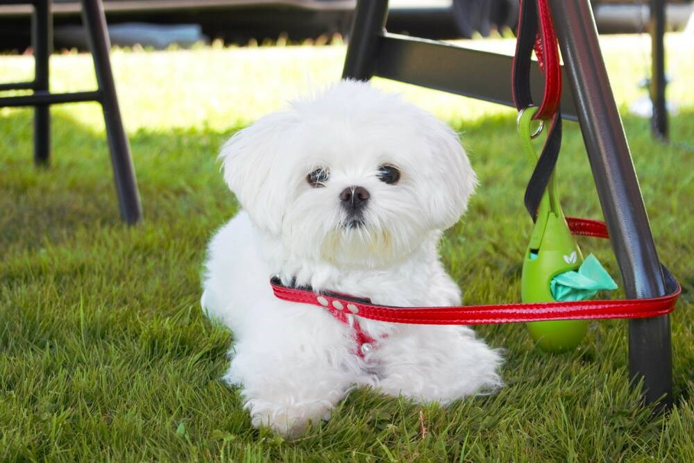 Photos: Community enjoys sunny weekend at Richmond outdoor pet fair