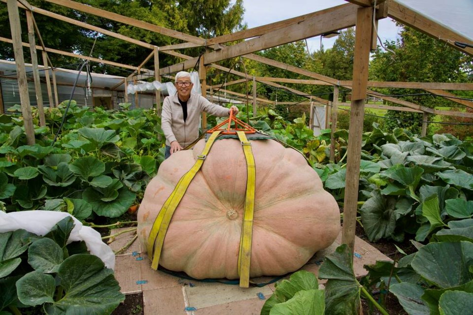 VIDEO: Pumpkin growing champion wins B.C. Giant Pumpkin weigh-off