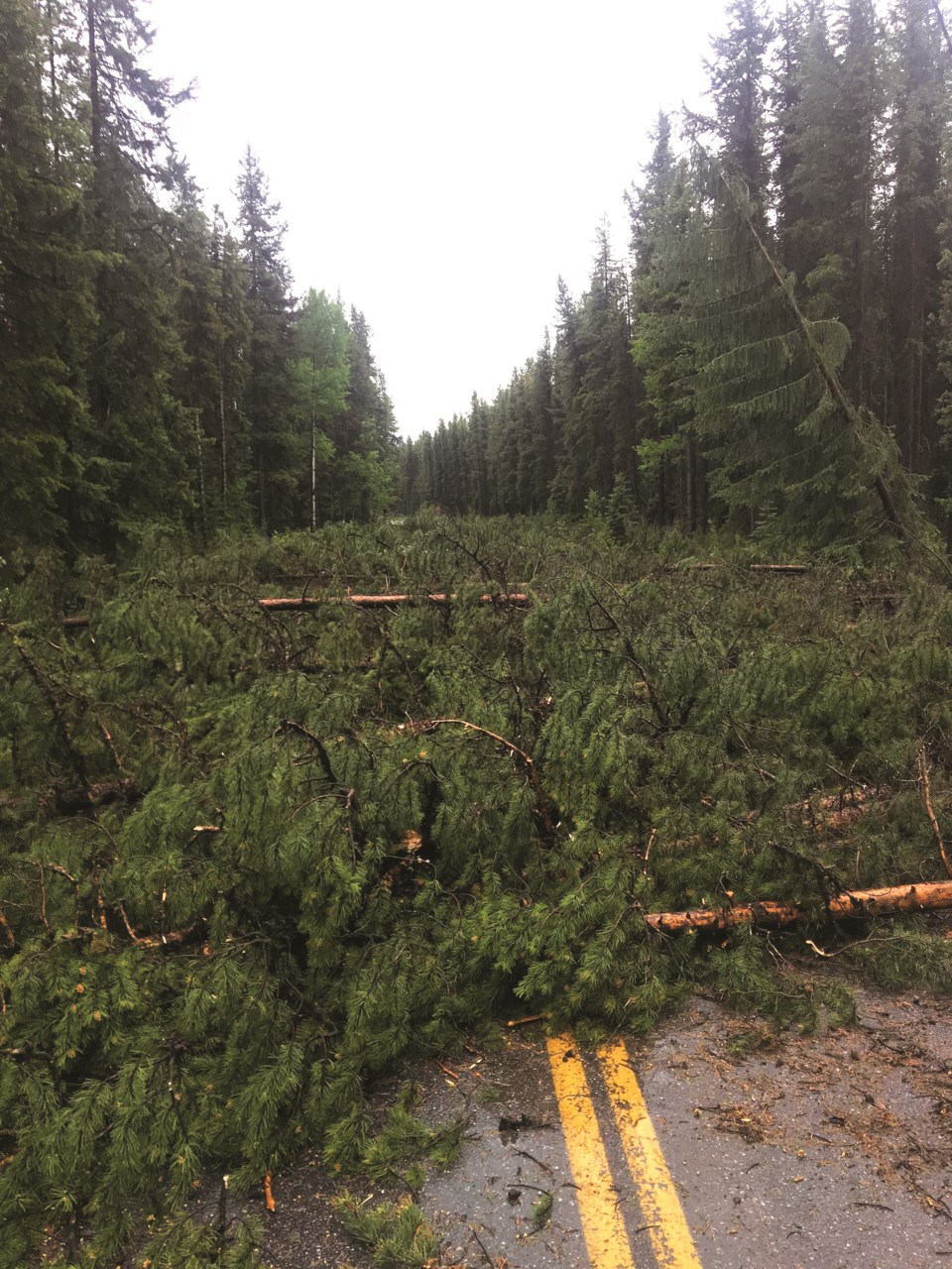 1a-trees-johnston-canyon_7543