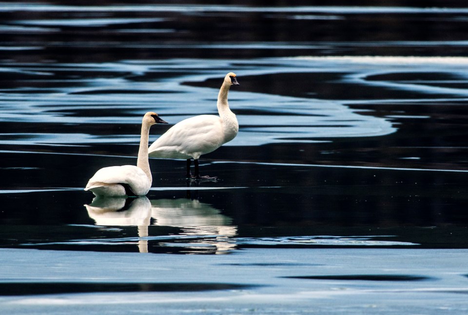 20181127-gap-lake-swans-0001