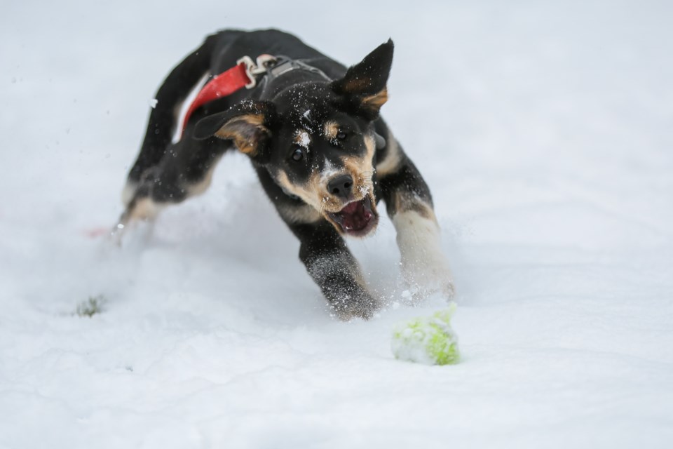 20201119 Puppy Snow 0072