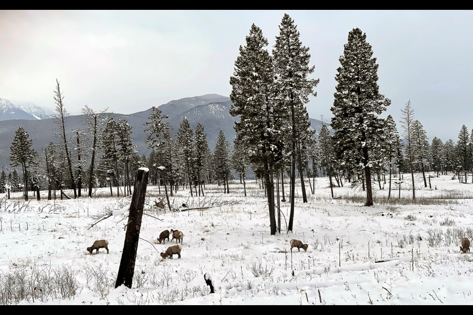 A treasured bighorn sheep herd that spends much of its time in Kootenay National Park is being slaughtered on the highway outside the park near Radium Hot Springs, B.C. in Kootenay National Park.

PHOTOS COURTESY OF PARKS CANADA