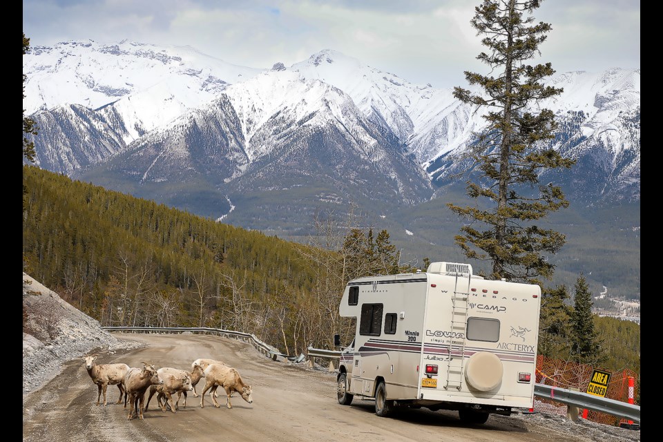 Lowa bighorn clearance