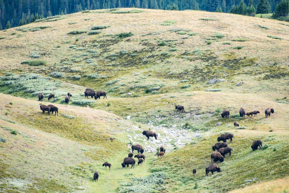 Banff's bison herd. PARKS CANADA PHOTO