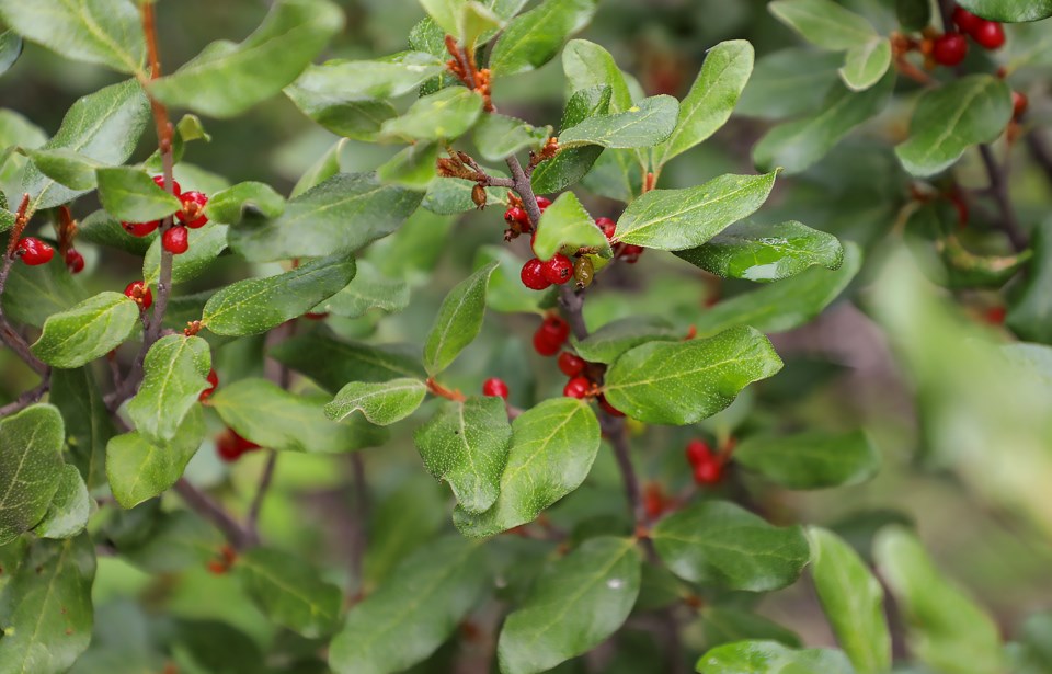 20230713-buffaloberries-jh-0003